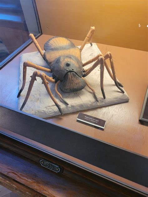 largest extinct spider
